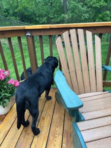 black Labrador Retriever