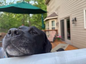 black Labrador Retriever