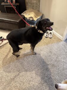 Black Labrador Mix
