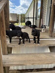 Labrador Mix
