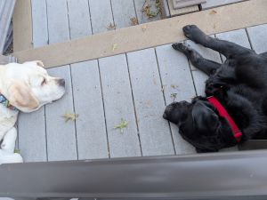 yellow and black labrador retrievers