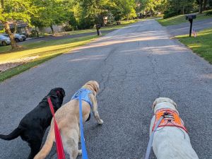 yellow and black labrador retrievers