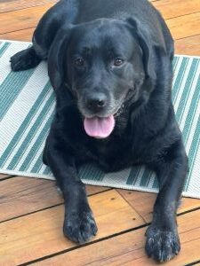 black Labrador Retriever