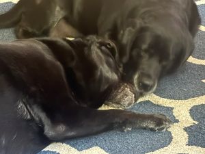 black Labrador Retriever