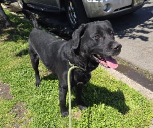 Black Labrador Retriever Mix