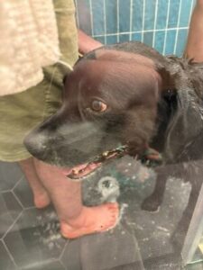 black lab mix