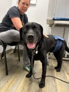 black lab mix