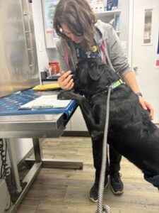 black lab mix