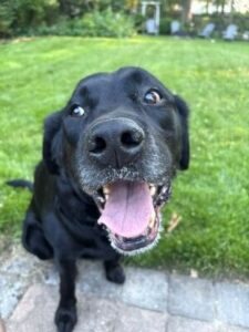 black lab mix