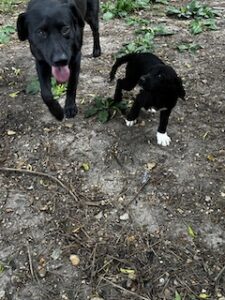 Labrador Mix