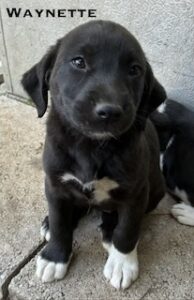 Labrador Mix