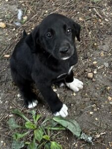 Labrador Mix