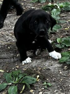 Labrador Mix