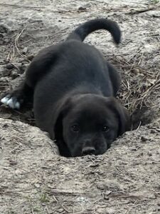 Labrador Mix