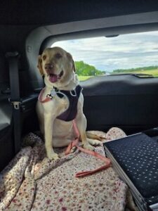 Yellow Labrador Retriever