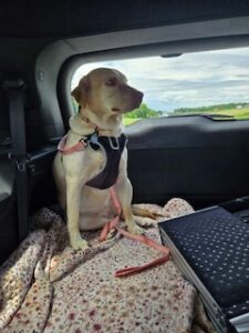 Yellow Labrador Retriever