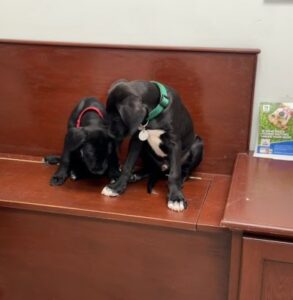 black lab mix