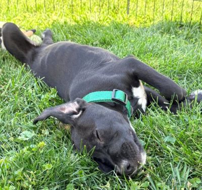 black lab mix