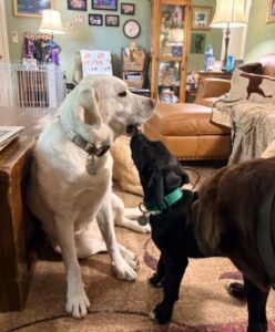 black lab mix