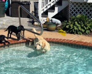 black lab mix