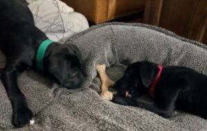 black lab mix