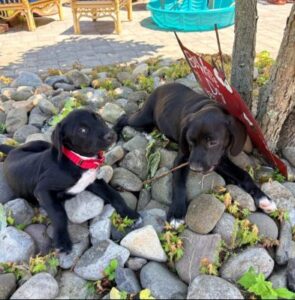 black lab mix