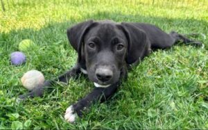 black lab mix
