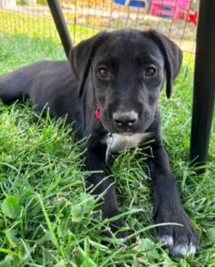black lab mix