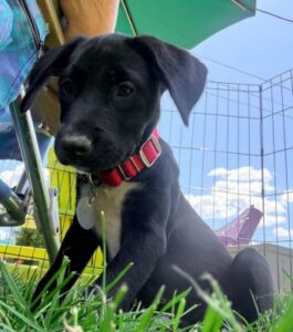 black lab mix