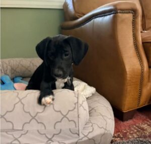 black lab mix