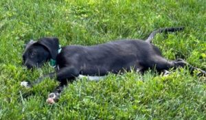 black lab mix