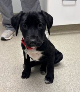 black lab mix