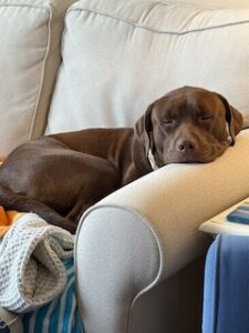 Chocolate Labrador Mix