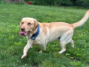 Yellow Labrador Retriever