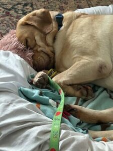 Yellow Labrador Retriever