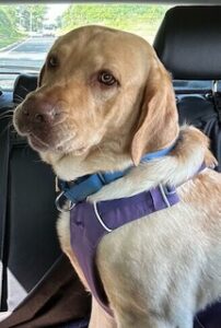 Yellow Labrador Retriever