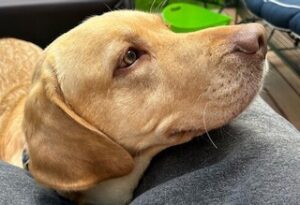 Yellow Labrador Retriever