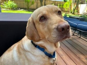 Yellow Labrador Retriever
