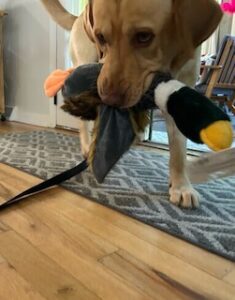 Yellow Labrador Retriever