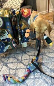Yellow Labrador Retriever