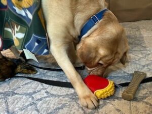 Yellow Labrador Retriever