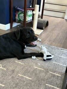 black lab mix