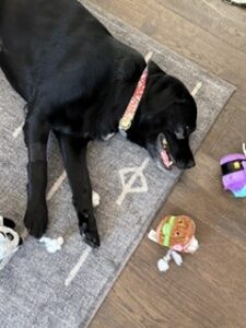 black lab mix