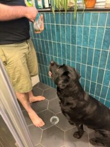 black lab mix