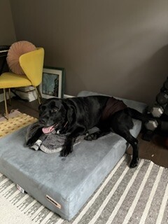 Black Labrador