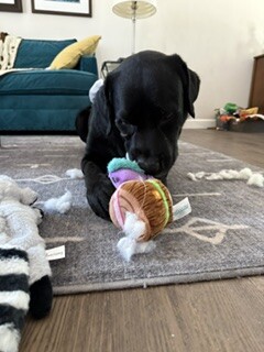black Labrador
