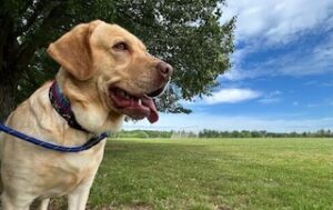 Yellow Labrador Retriever