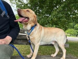 Yellow Labrador Retriever
