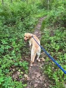 Yellow Labrador Retriever