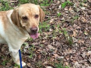 Yellow Labrador Retriever